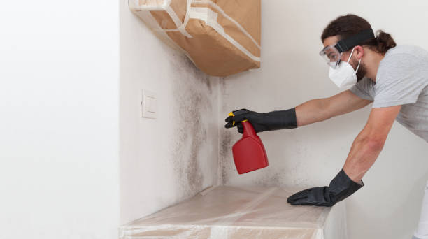 Professional Basement Mold Remediation technician working in Beech Creek, PA